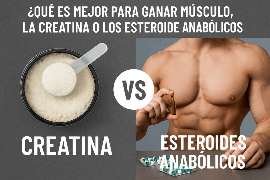 ¿Qué es mejor para ganar músculo, la creatina o los esteroides anabólicos?